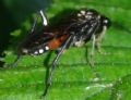 Macrophya militaris